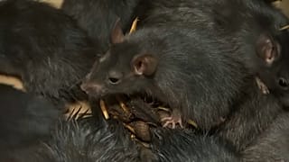 Крысиный король