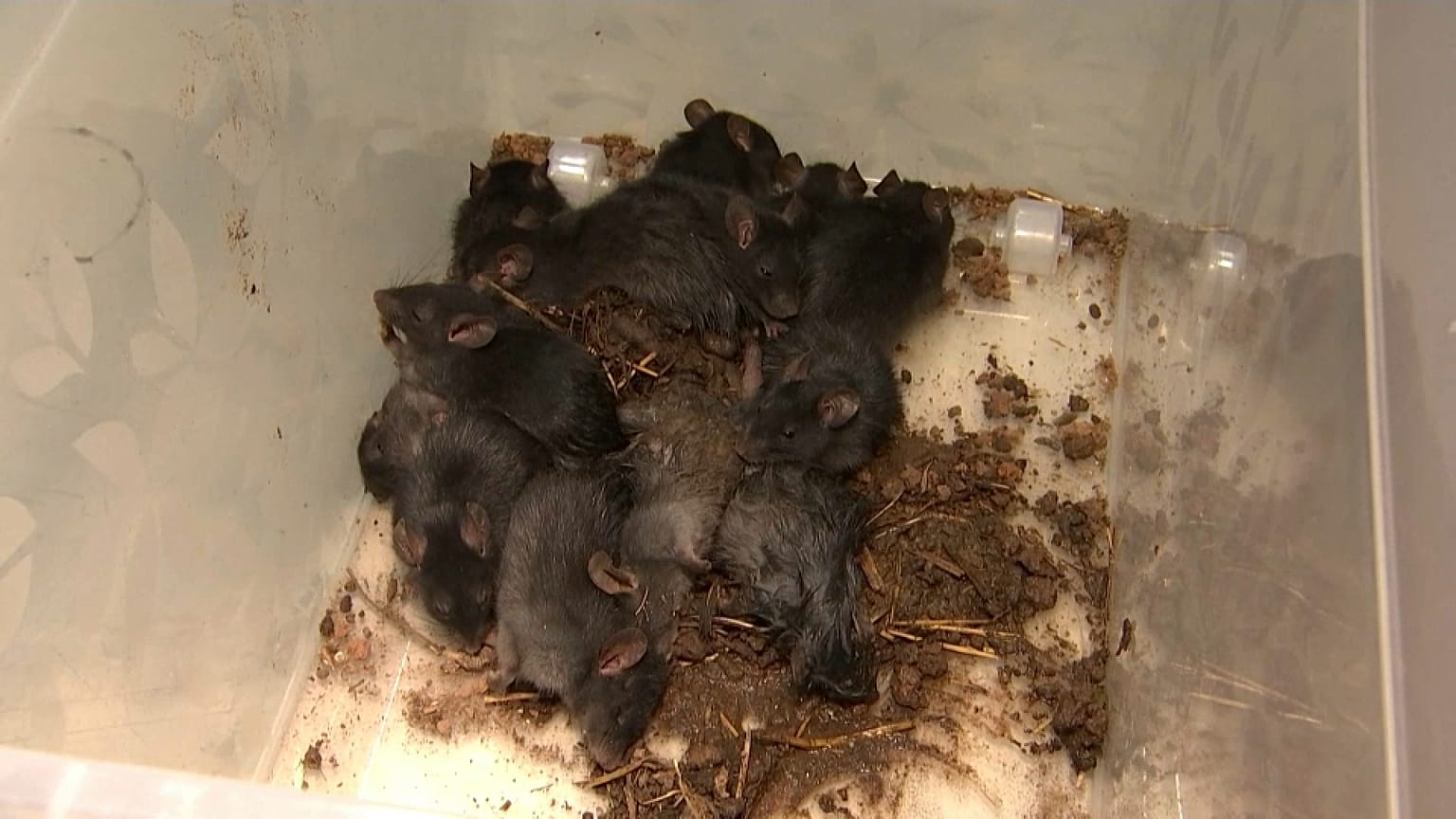 Conjunto de 13 ratas, un "rey de las ratas", 20/20/2021, Tartu, Estonia