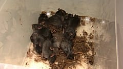 Conjunto de 13 ratas, un "rey de las ratas", 20/20/2021, Tartu, Estonia