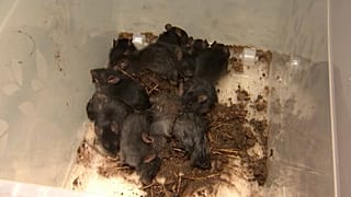 Conjunto de 13 ratas, un "rey de las ratas", 20/20/2021, Tartu, Estonia