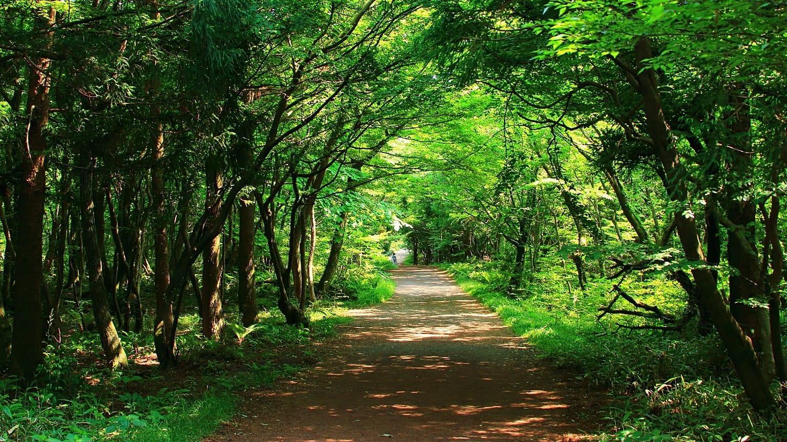 A pathway through a forest