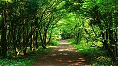 A pathway through a forest