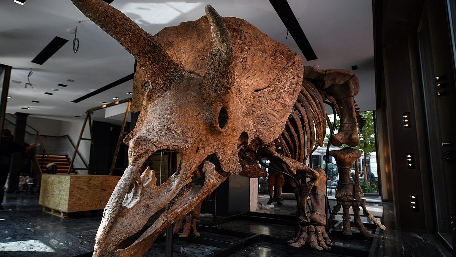 NoComment : le tricératops "Big John" adjugé 6,6 millions d'euros à Paris