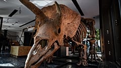 Rekord: Dino "Big John" kommt für 6,6 Mio. Euro unter den Hammer