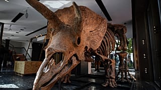 NoComment : le tricératops "Big John" adjugé 6,6 millions d'euros à Paris