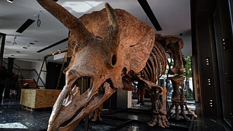 Rekord: Dino "Big John" kommt für 6,6 Mio. Euro unter den Hammer
