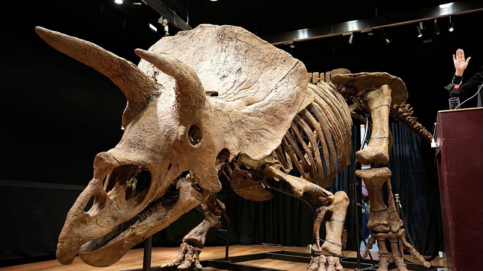 The enormous skeleton is estimated to be over 66 million years old.