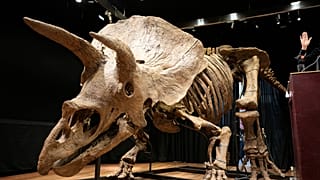 The enormous skeleton is estimated to be over 66 million years old.