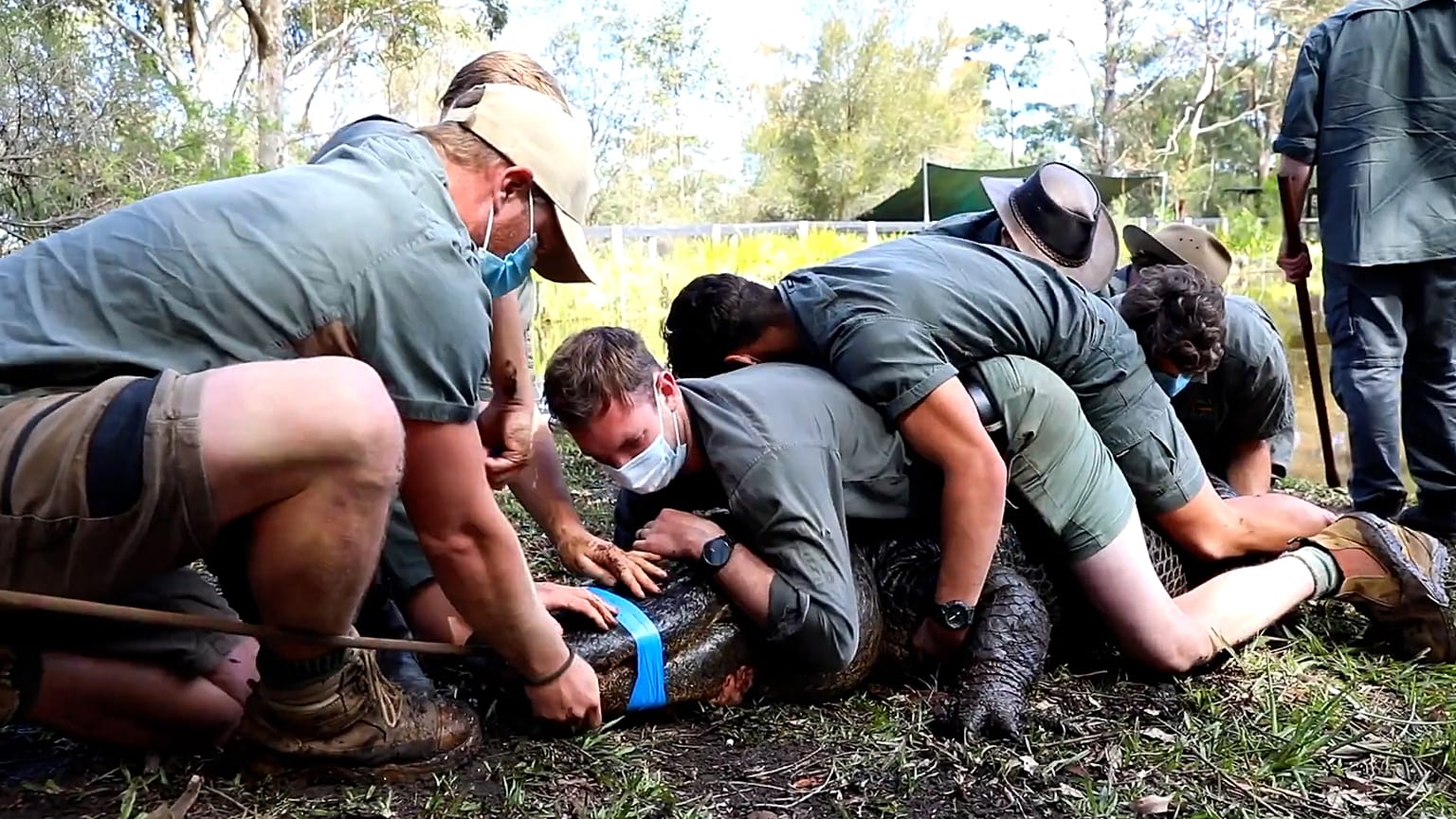  Australian Reptile Park via Storyful
