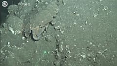 Crustáceos cubiertos de ceniza volcánica en La Palma