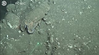 Crustáceos cubiertos de ceniza volcánica en La Palma