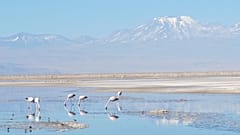 Aves migratorias en la Laguna Chaxa del Salar de Atacama