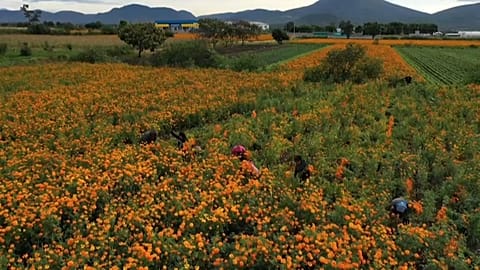 Agricultores mexicanos colectan flores de cempasuchil