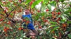 "SOS Fruits" propose de mettre en lien des bénévoles et des propriétaires d'arbres fruitiers pour aider au ramassage de fruits qui sinon auraient été laissés à l'abandon.