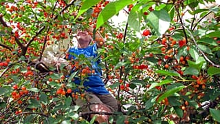 "SOS Fruits" propose de mettre en lien des bénévoles et des propriétaires d'arbres fruitiers pour aider au ramassage de fruits qui sinon auraient été laissés à l'abandon.