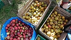 650 Kilo Äpfel: Freiwillige helfen beim Pflücken