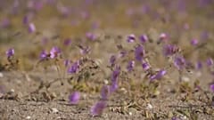 #Atacama - hier überleben nur die Besten