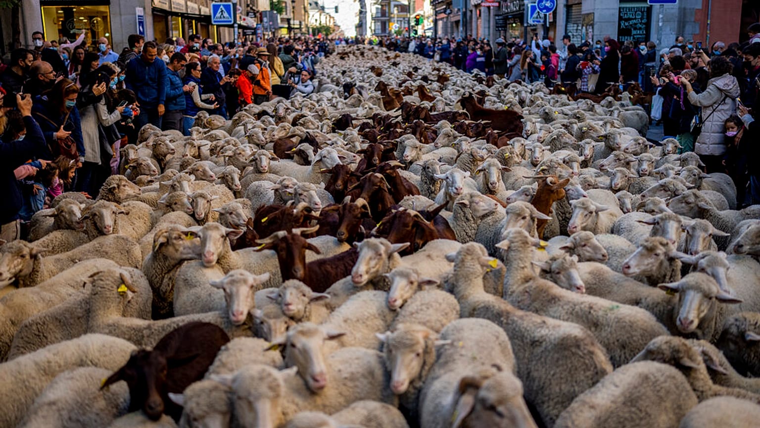 La Fiesta de la Trashumancia vuelve a las calles de Madrid tras el parón por el coronavirus