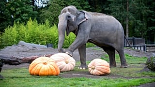 Asian elephants celebrate halloween with pumpkin-smashing spectacle