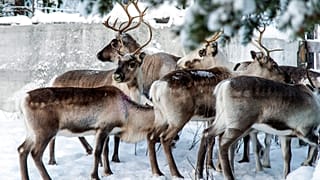 Rénszarvasok a sarkkörön túl