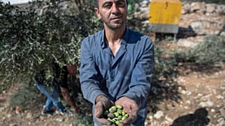 مزارع فلسطيني خلال موسم قطف الزيتون، في قرية بيتا قرب نابلس في الضفة الغربية.