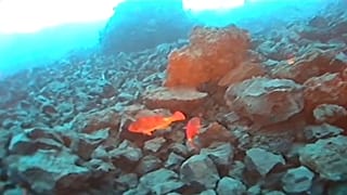 Dos viejas, una especie de pez loro típica de las islas Canarias, se desplazan entre grandes rocas volcánicas cerca de la playa de Los Guirres, en la isla de La Palma.