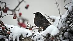 Une grive sur une branche recouverte de neige, au Touquet, France, le 5 février 2012