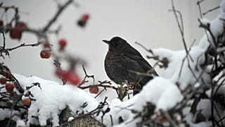 Une grive sur une branche recouverte de neige, au Touquet, France, le 5 février 2012