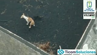 Captura de pantalla. La empresa Ticom Soluciones y Volcanic Life almentaron con drones a los perros atrapados por la lava durante días.