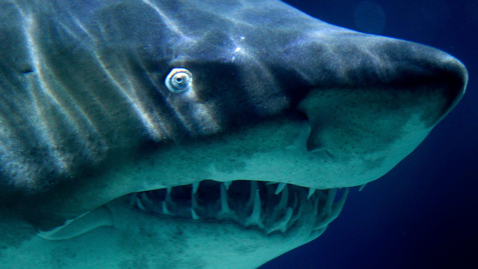 Un requin tigre de l'aquarium de Berlin, en Allemagne, 9 novembre 2010