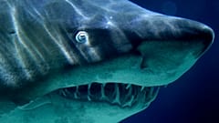 Un requin tigre de l'aquarium de Berlin, en Allemagne, 9 novembre 2010