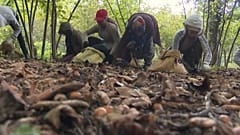 Eins auf die Nuss! Türkische Bauern gegen Ferrero 