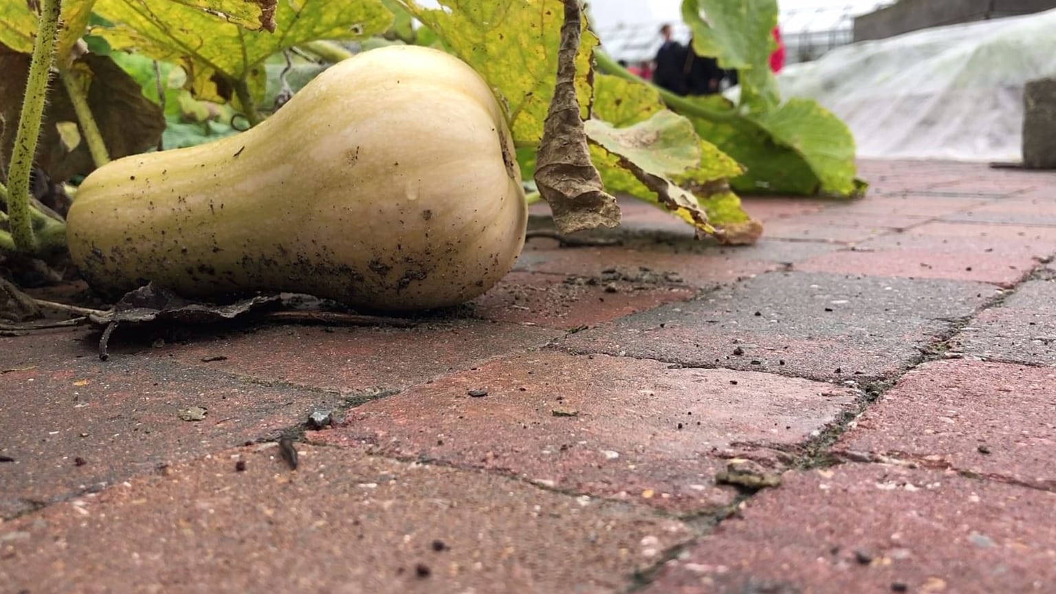 Bruxelles : un jardin sur les toits pour renforcer l'autonomie alimentaire