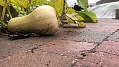 Bruxelles : un jardin sur les toits pour renforcer l'autonomie alimentaire