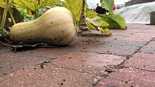 Tök a tetőkertben - talán a pár méterrel lejjebb lévő boltban is lehet kapni hasonlót