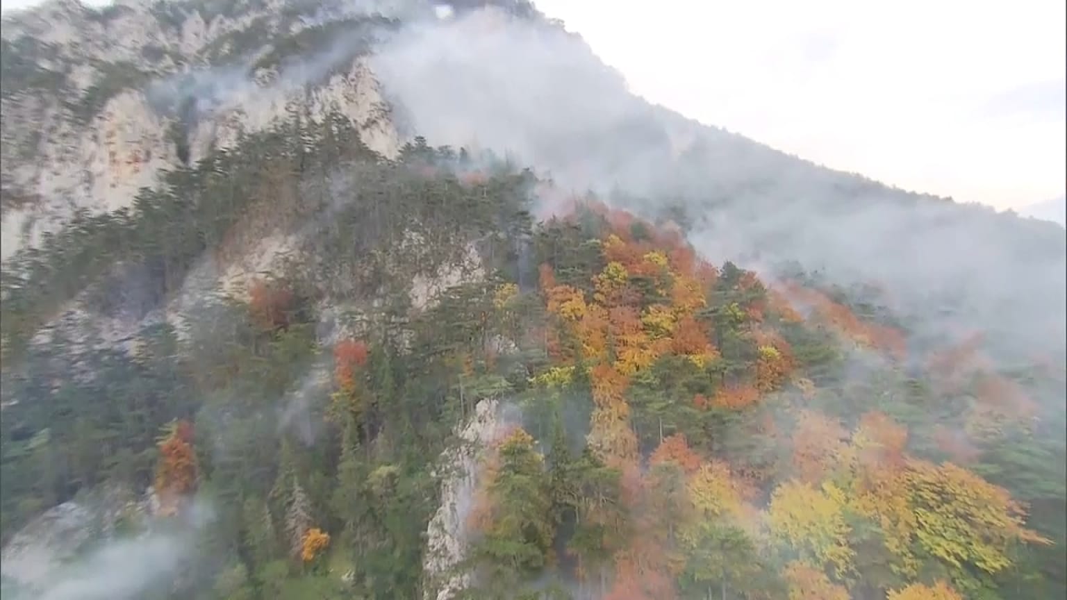 Auf 115 Hektar - Waldbrand verschlingt Vegetation in Niederösterreich 