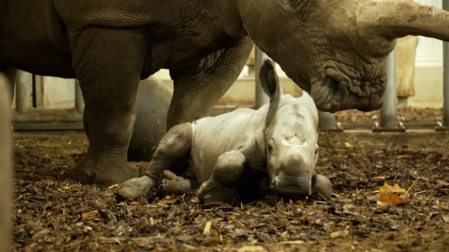 Baby rhino 