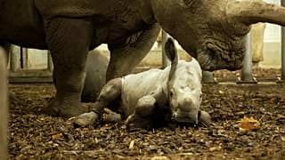 Baby rhino 