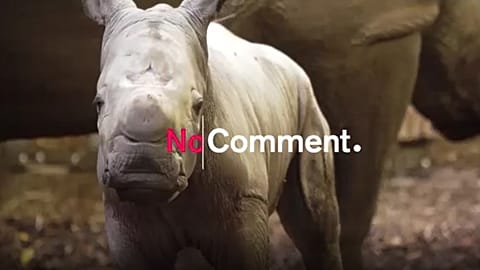 Das neugeborene Nashorn