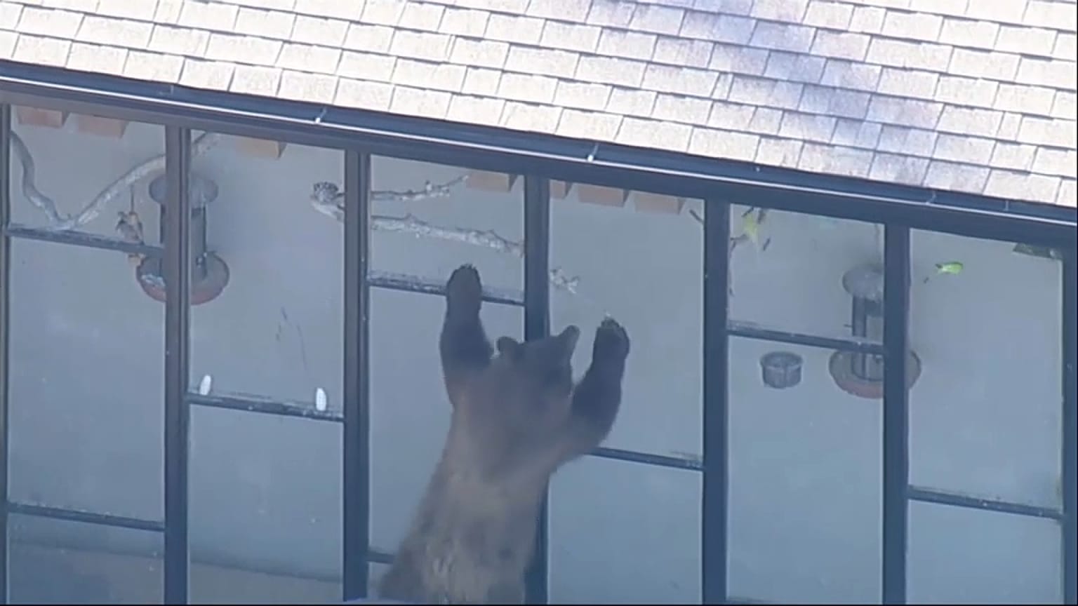 Oso asomándose por la ventana de una casa, 27/10/2021, San Dimas, Estados Unidos