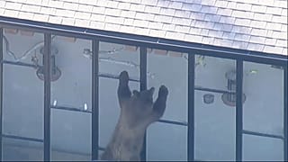Oso asomándose por la ventana de una casa, 27/10/2021, San Dimas, Estados Unidos