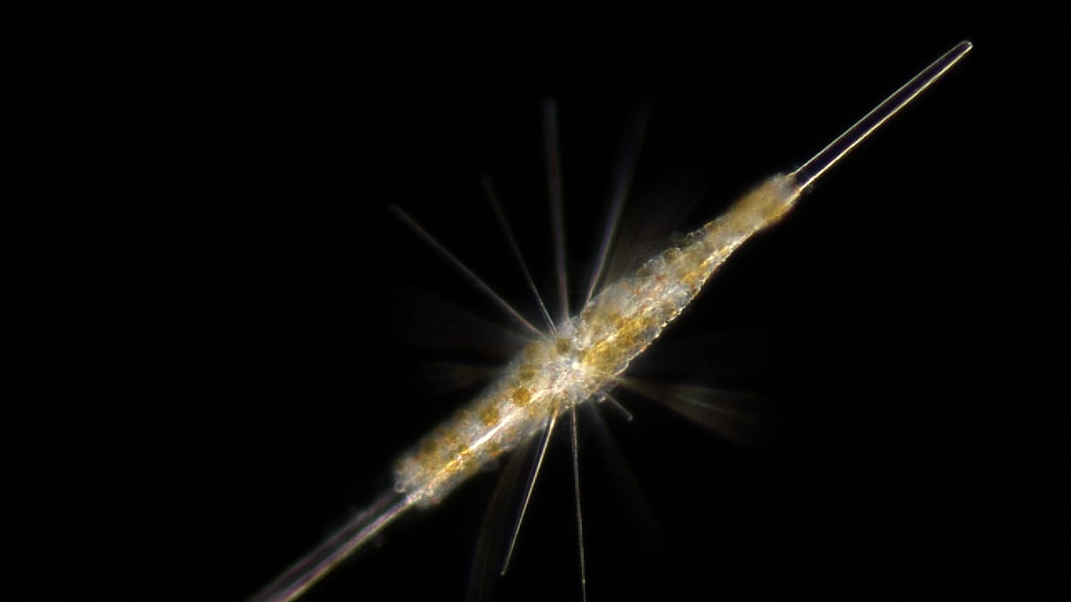 Plâncton visto ao microscópio