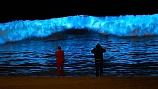 Поведение планктона меняется из-за глобального потепления