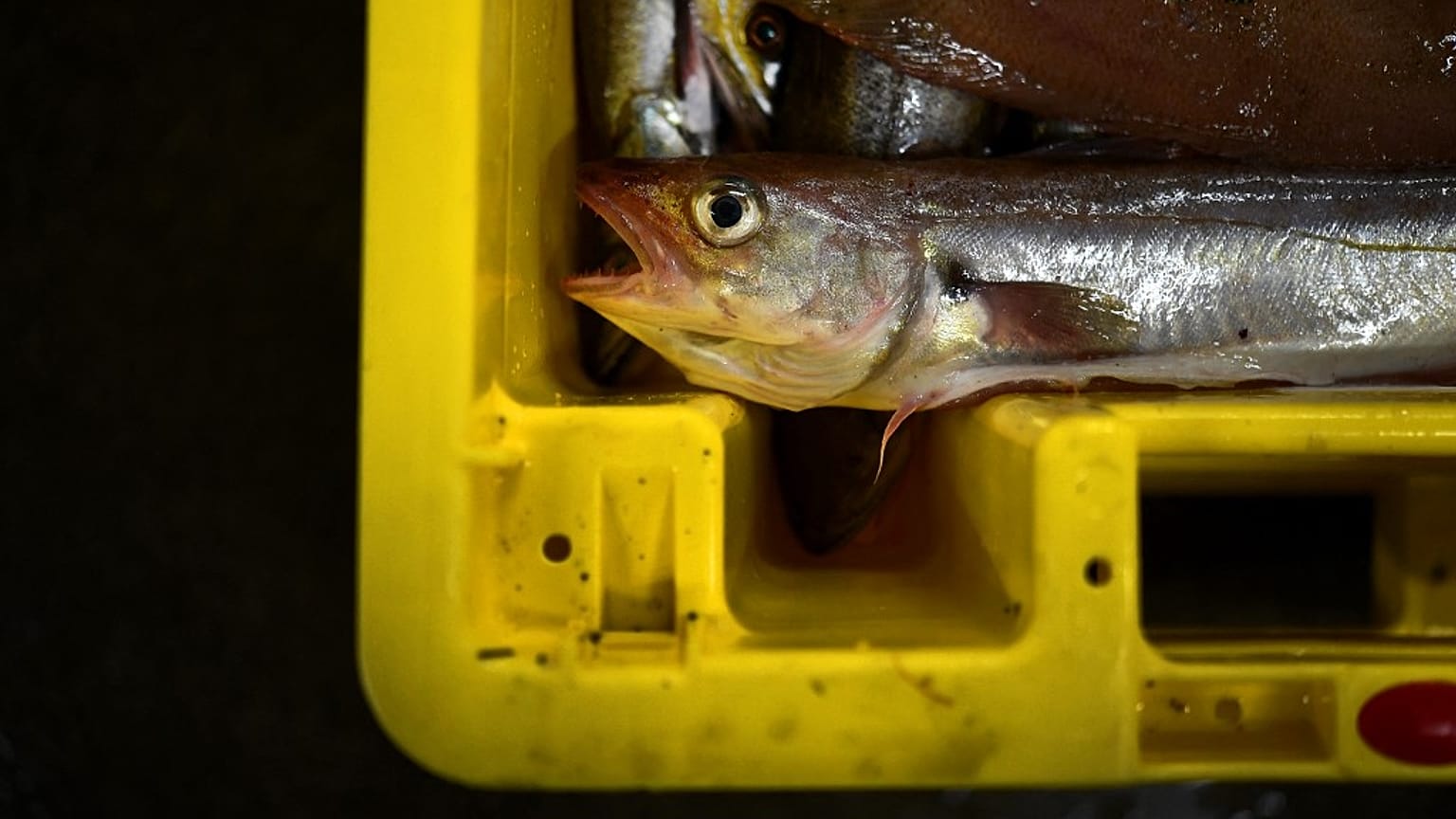 Disputa das pescas no Canal da Mancha sobe de tom