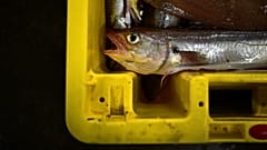 Von französischen Fischern gefangener Fisch - Streit mit Großbritannien um Fischereirechte weitet sich aus
