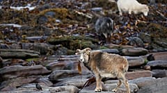 Sheep graze on the beach eating seaweed at North Ronaldsay, Orkney on September 7, 2021.