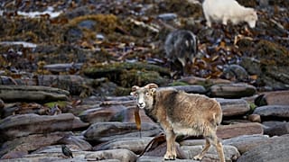 Sheep graze on the beach eating seaweed at North Ronaldsay, Orkney on September 7, 2021.