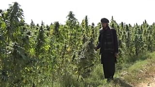 في أحد حقول القنب بالقرب من قندهار