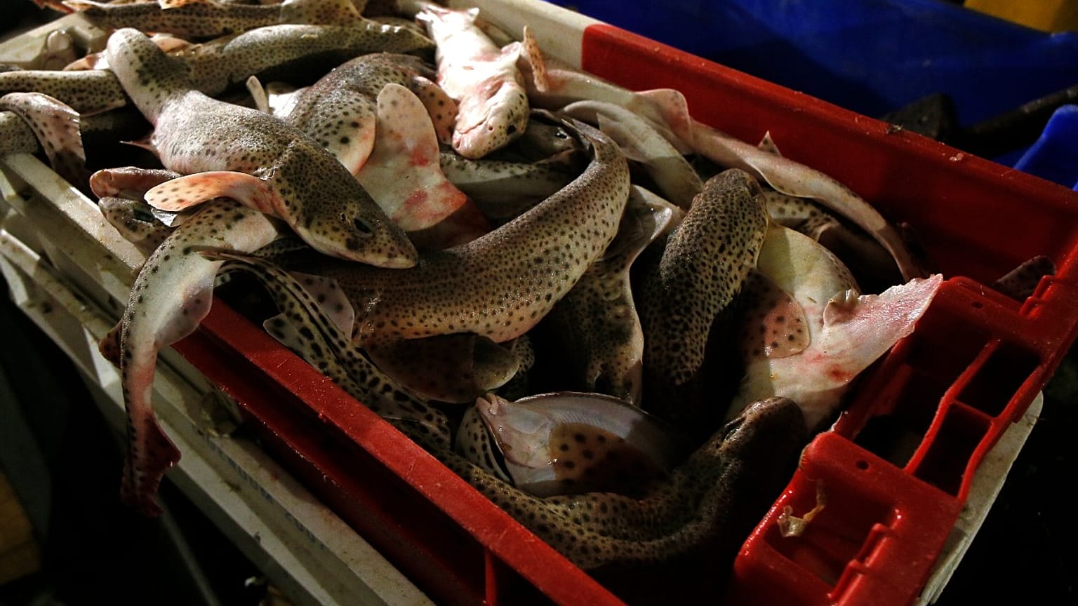 Fish are stacked aboard the Boulogne sur Mer based trawler "Jeremy Florent II" in Boulogne-sur-Mer, northern France, Thursday, Dec. 10, 2020. 
