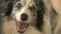 "Genie-Hund": Und jetzt hol' Darth Vader